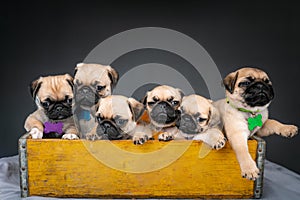 Pug puppies sitting in a box together