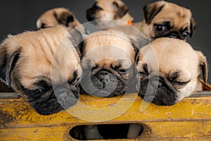 Pug puppies sitting in a box together