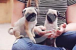 Pug puppies teeny tiny