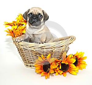 Pug Puppy