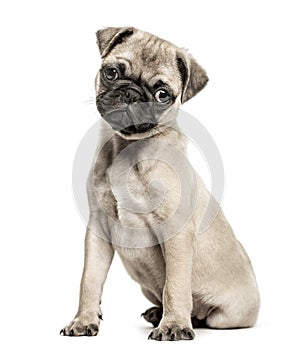 Pug puppy, 3 months old, isolated on white