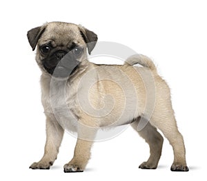 Pug puppy, 3 months old, standing