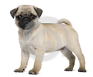 Pug puppy, 3 months old, standing