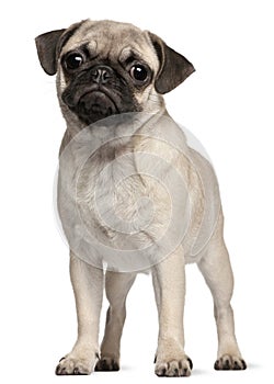Pug puppy, 4 months old, standing in front of white background