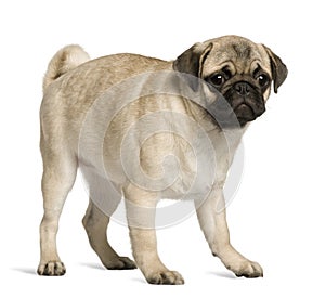 Pug puppy, 5 months old, standing in front of white background