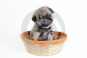 Pug puppy in basket.