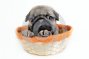 Pug puppy in basket.