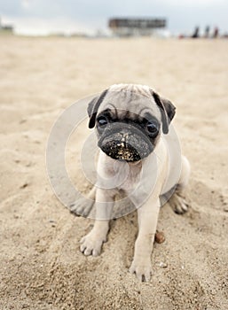 Pug Puppy on beach