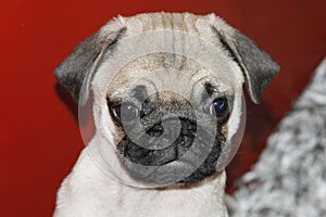 Pug puppy, beautiful, 2 months old