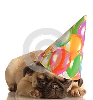 Pug puppy with birthday hat