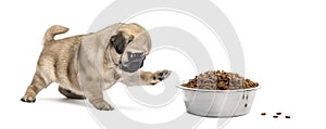 Pug puppy with a bowl of croquette, isolated photo