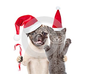Pug puppy with christmas candy cane embracing scottish cat in red santa hat. isolated on white background