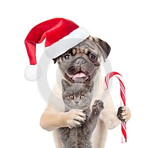 Pug puppy with christmas candy cane embracing scottish cat in red santa hat. isolated on white background