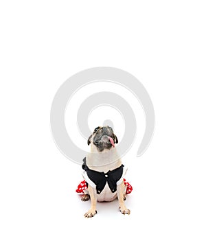 Pug puppy dog in costume dress sitting with tongue sticking out and looking up, isolated on white background with copy space for