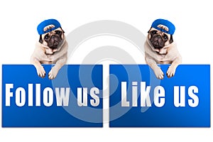 Pug puppy dog with follow us and like us sign and wearing blue cap, islolated on white background