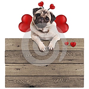 Pug puppy dog hanging with paws on blank wooden vintage promotional sign with red hearts, isolated on white background