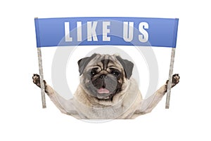 Pug puppy dog holding up blue banner with text like us for social media