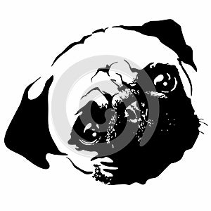 Pug Puppy Dog Portrait Black and White Vector