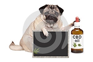 pug puppy dog sitting down with bottle of CBD oil and blackboard sign, isolated on white background