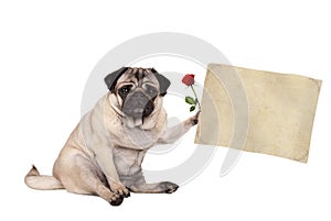 Pug puppy dog sitting down holding blank vintage paper scroll, isolated on white background