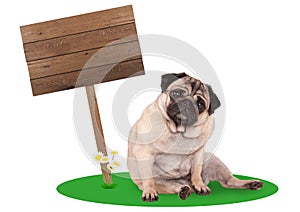Pug puppy dog sitting down next to blank wooden board sign on pole, isolated on white background