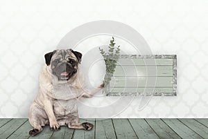 Pug puppy dog sitting down on old green wooden floor, holding blank sign and eucalyptus twigs and branches, in front of wall with