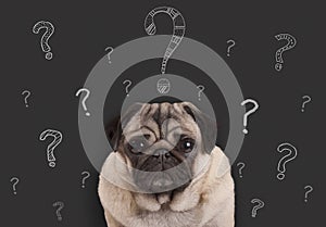 pug puppy dog sitting in front of blackboard sign with hand drawn chalk question marks