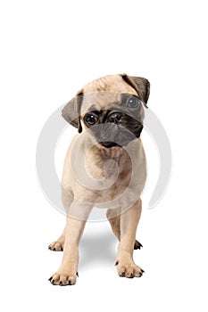 Pug puppy dog standing