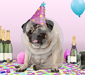 Pug puppy dog wearing party hat, lying down on confetti, drunk on champagne with hangover,