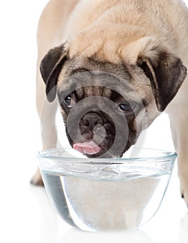 Pug puppy drinks water. isolated on white background