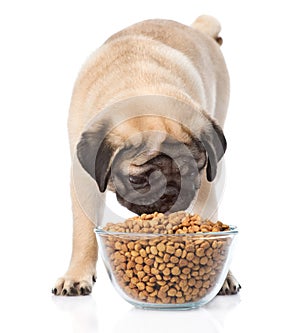 Pug puppy eating food from a large bowl. isolated on white