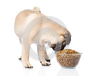 Pug puppy eating food from a large bowl. isolated on white