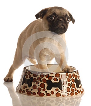 Pug puppy in food dish