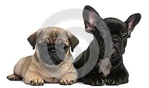 Pug puppy and French Bulldog puppy, 8 weeks old