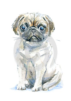 Pug puppy.Greeting card of a dog.