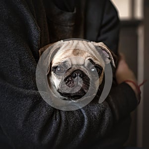 pug puppy lovely photo portrait light