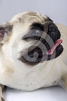 Pug puppy with mouth open