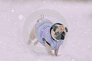 Pug puppy playing in snow