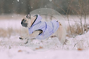 Pug puppy playing in snow