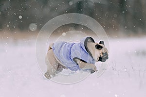 Pug puppy playing in snow