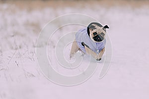 Pug puppy playing in snow