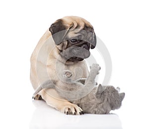 Pug puppy playing with tiny kitten. isolated on white background