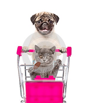 Pug puppy pushing a shopping cart, in which a cat sitting. isolated on white background