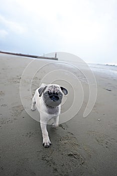 Pug puppy running on beach