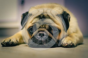 pug puppy with sad eyes