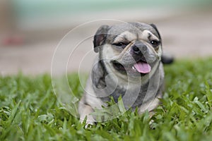 Pug puppy sitting on the grass