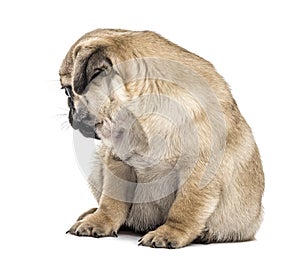 Pug puppy sitting, looking backwards, isolated