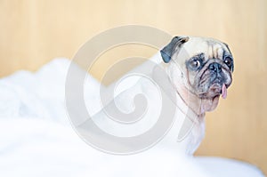 Pug Puppy Sitting on White bed, wonder and looking at camera wit