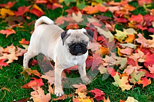 Pug puppy standing in colorful Autumn leaves in green grass