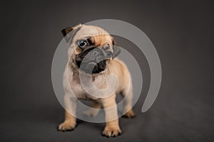 Pug puppy standing in front of the camera in the studio